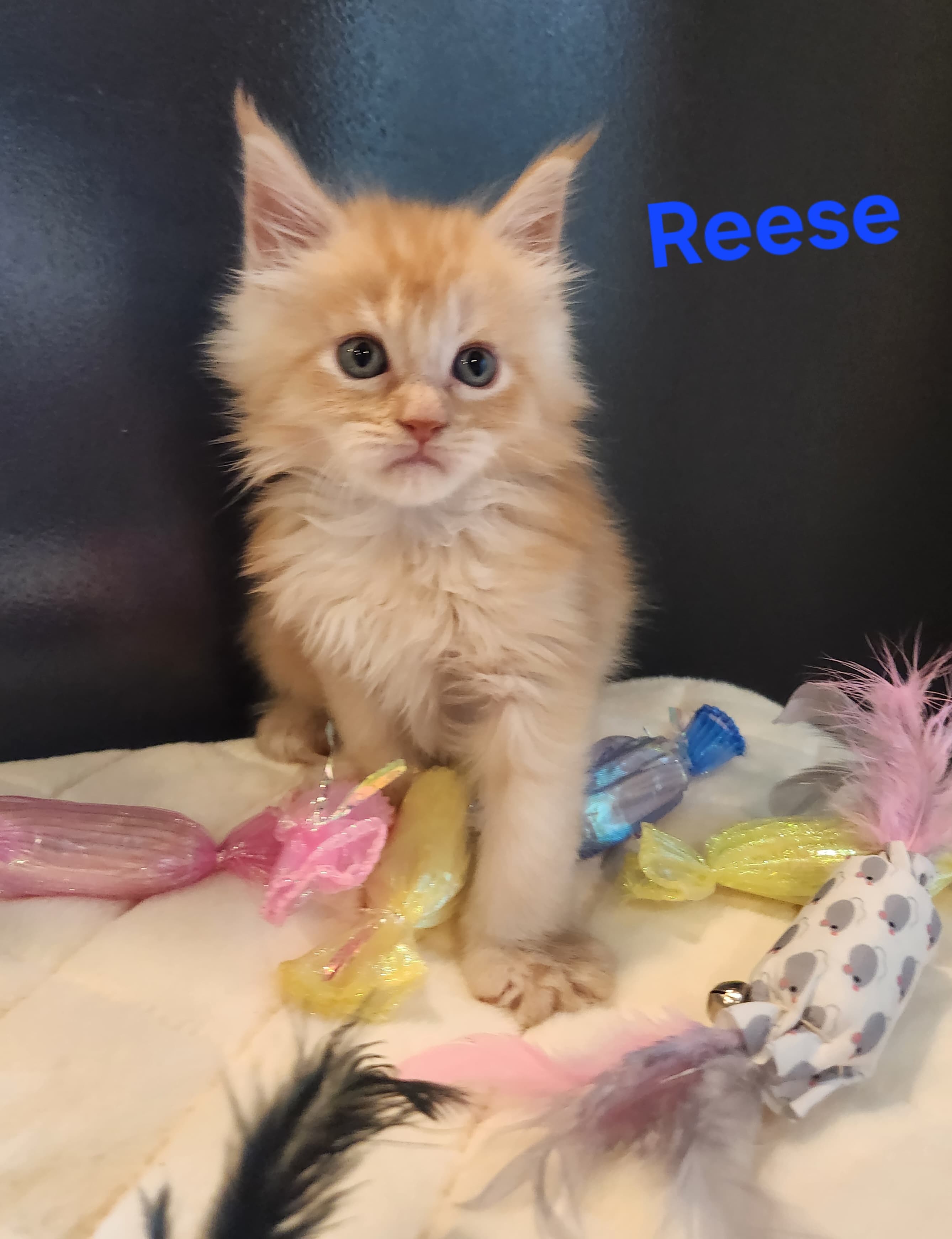 Reese
