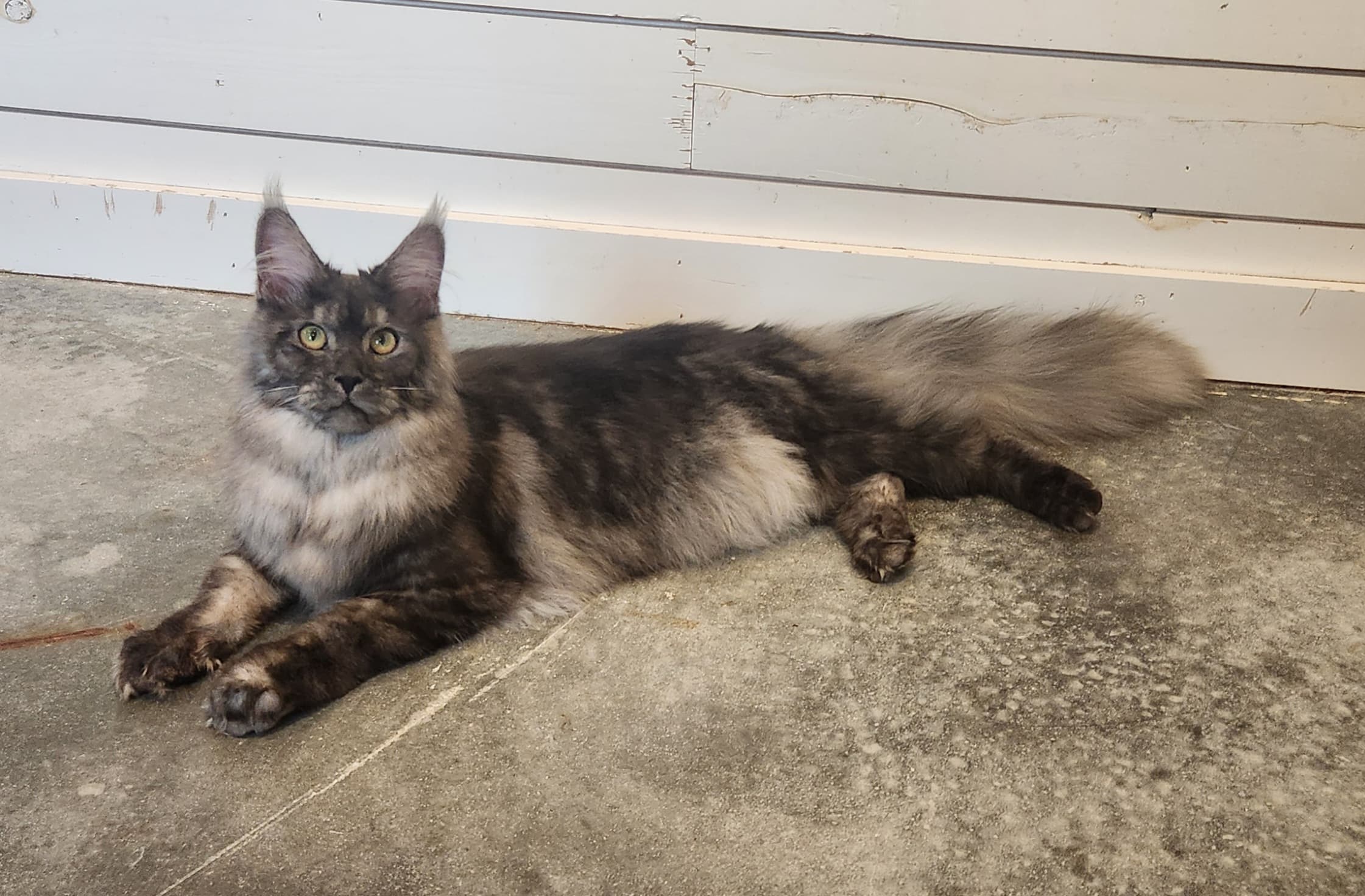 Nyx