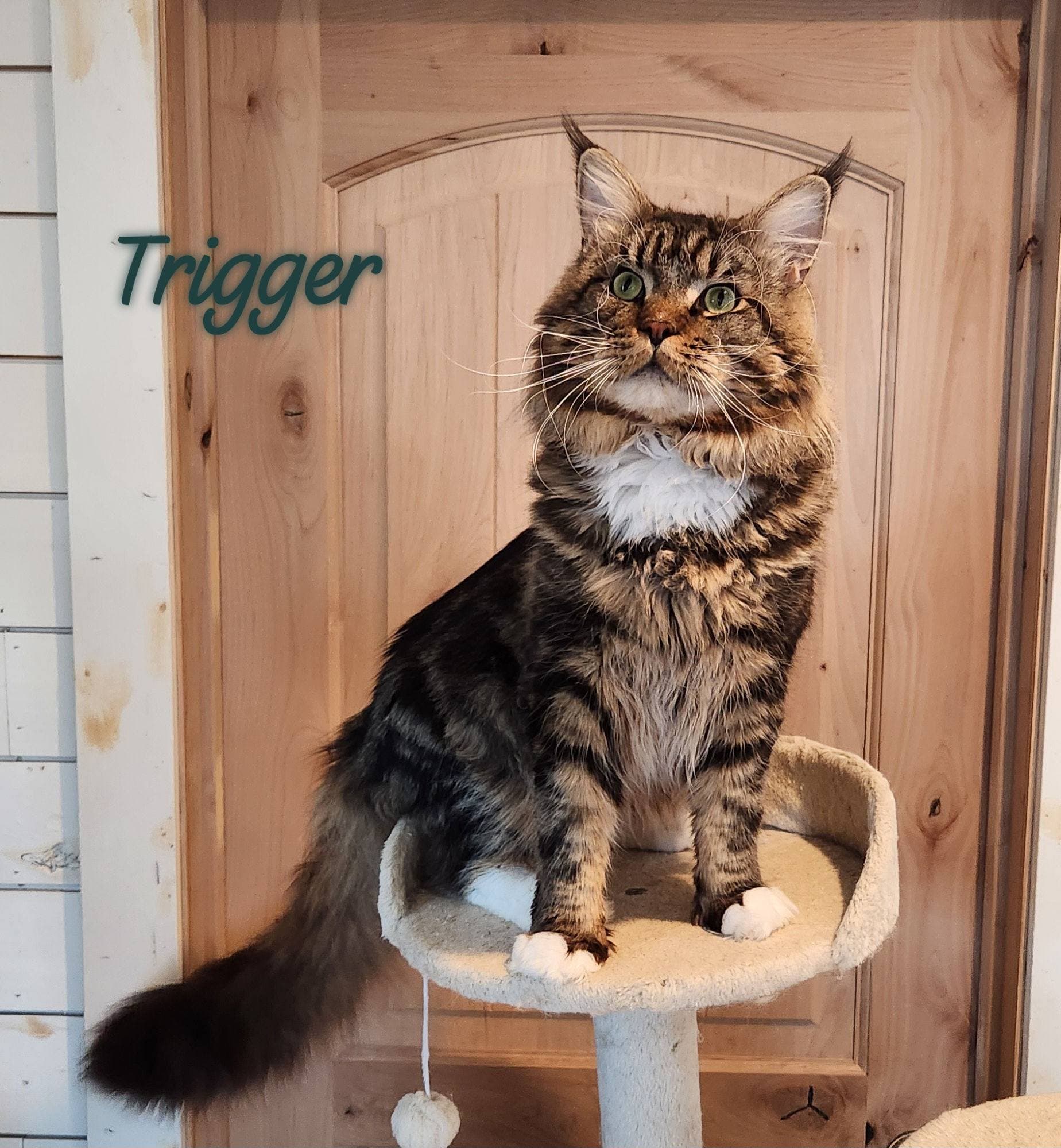 Trigger